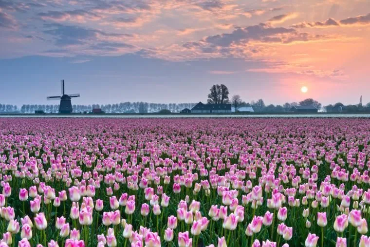 Feriehusparker i Holland