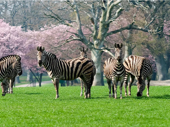 Knuthenborg Safaripark