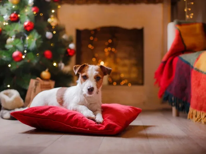 Dog-friendly Christmas cottages