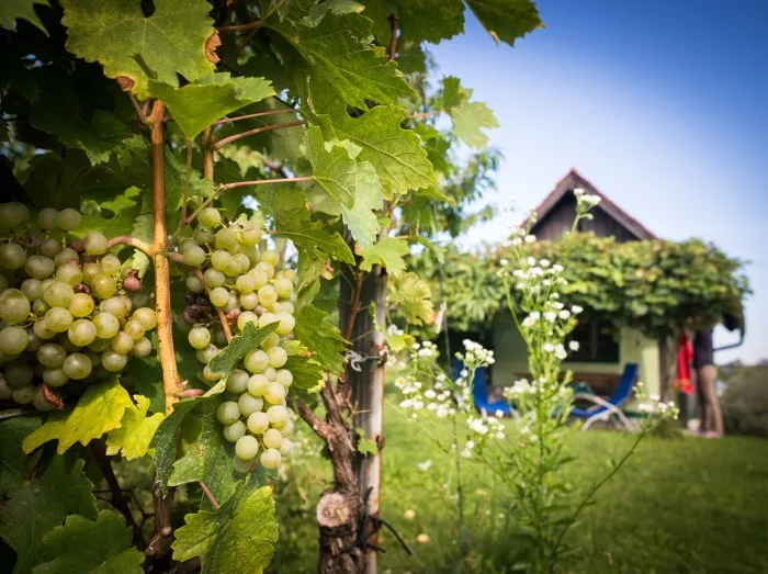 Urlaub im Kellerstöckl