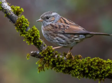 Dunnock