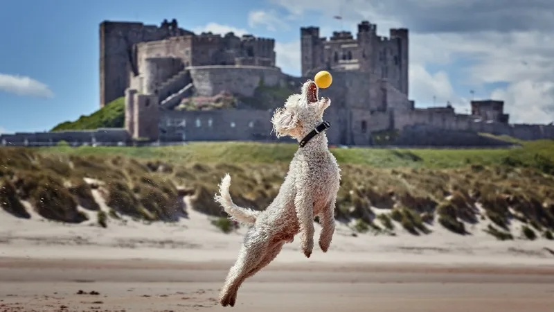 Miniature Poodle Pedigree Dog Jumping to catch ball on beach with Bamburgh Castle in the back round