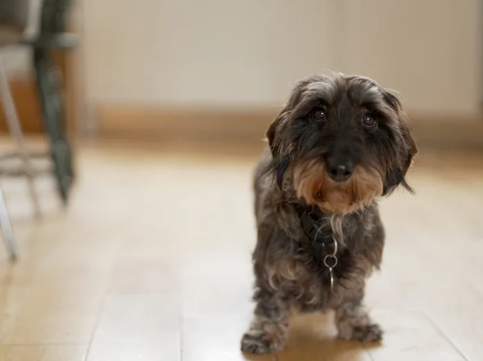 Vakantie in Denemarken met de hond