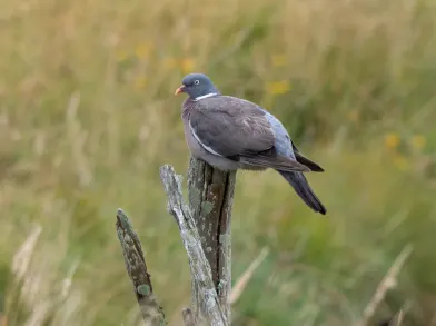 Wood Pigeon