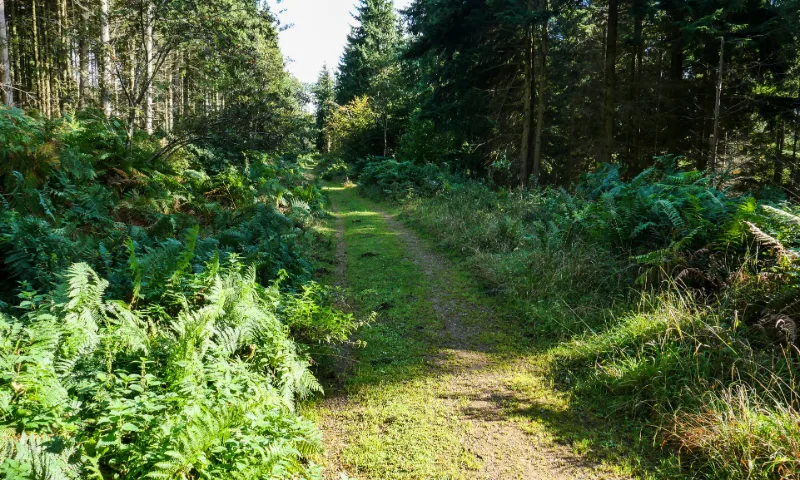 Symonds Yat Rock, Forest of Dean