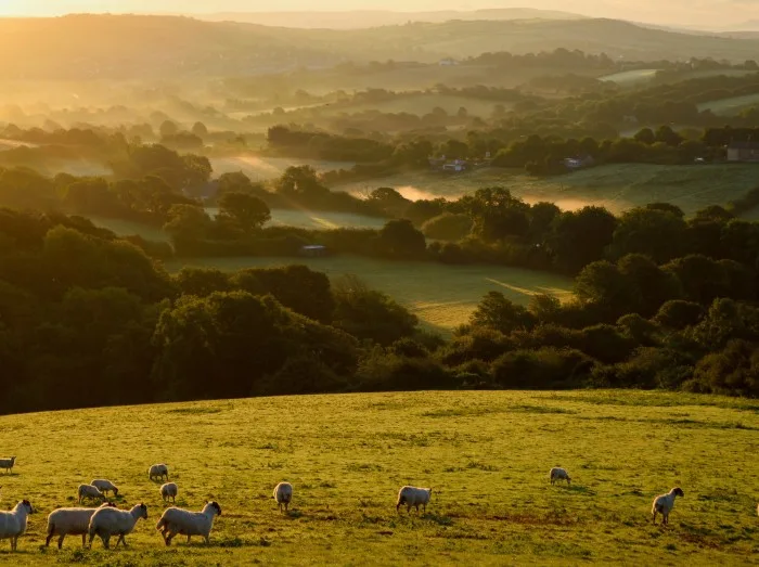 Flock of sheep grazing at sunrise in a field of Marshwood Vale in Dorset AONB