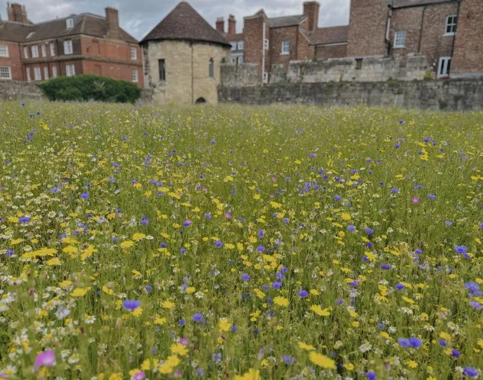 Wild meadow in York