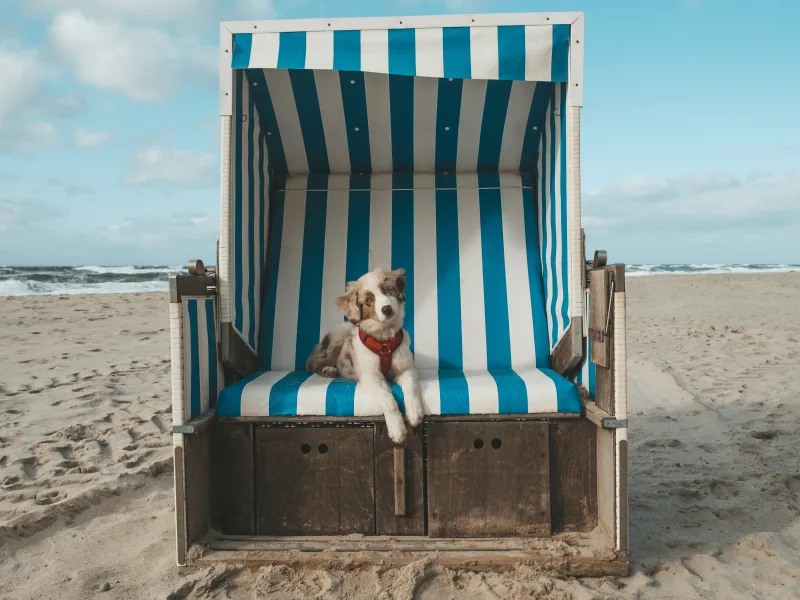 Urlaub mit Hund an der Ostsee