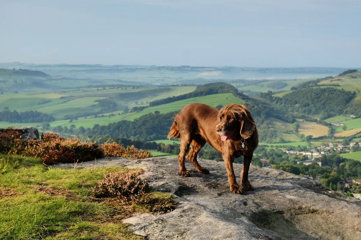 A chocolate brown working cocker spaniel on top of Curbar Edge, Derbyshire Dales, Peak District, Derbyshire, England, UK