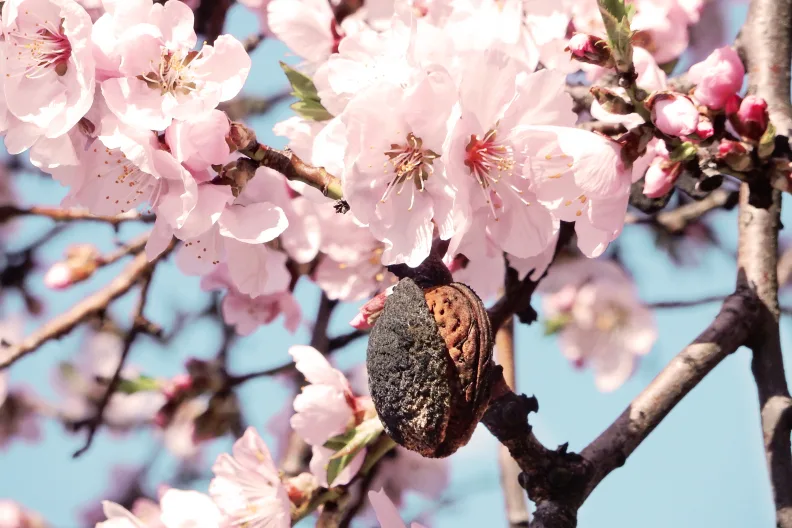 Nahaufnahme von einem Mandelkern mit Blüte und rosa Blüten.