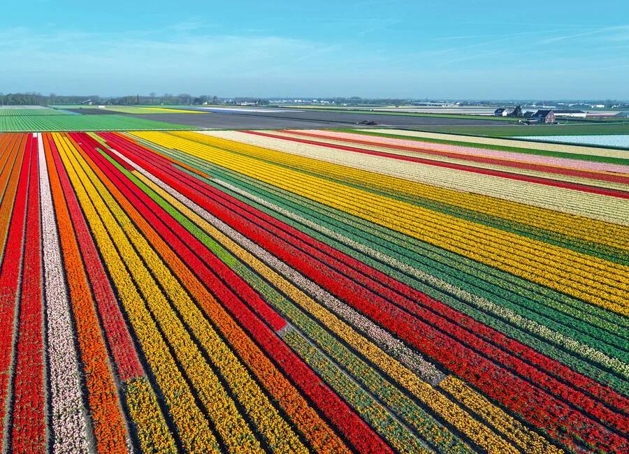 Tulpenfeld Holland