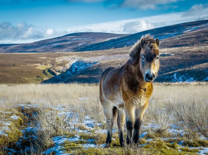 Exmoor ponies