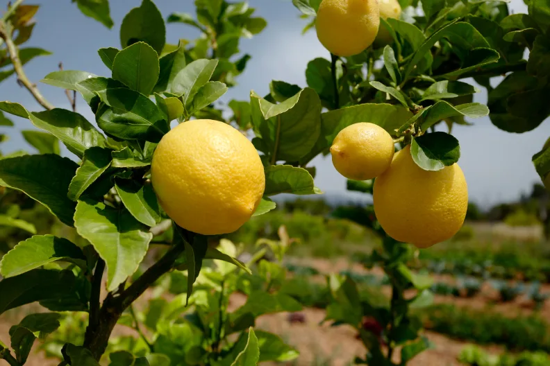 Zitronenbaum auf Mallorca