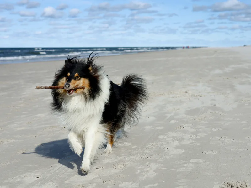 Urlaub mit Hund an der Nordsee