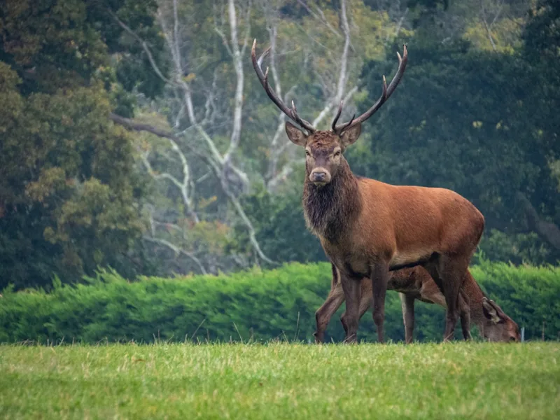 Free roaming stag in Burley