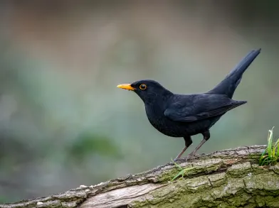 Blackbird
