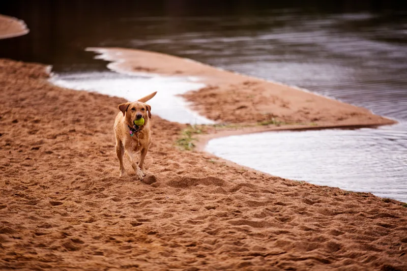 Labrador running along the sand at Loch Morlich Beach, Scotland, UK