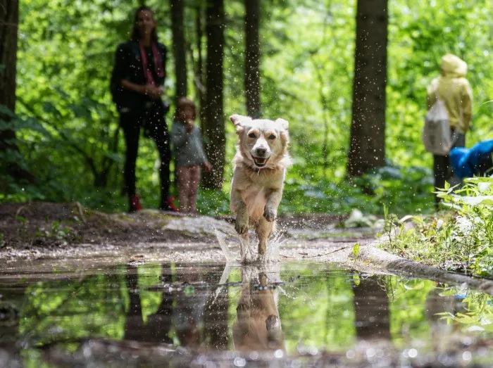 Dog Friendly Cottages in the North Pennines