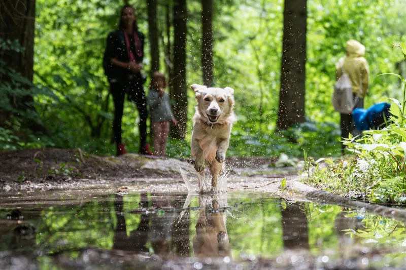 Hund tollt im Wald mit seiner Familie herum.