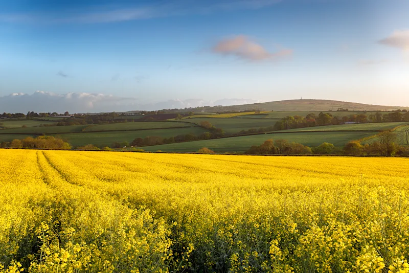 Spring Fields at Callington in Cornwall, UK