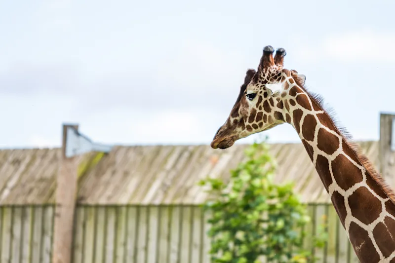 Adult giraffe in a zoo in the North of England