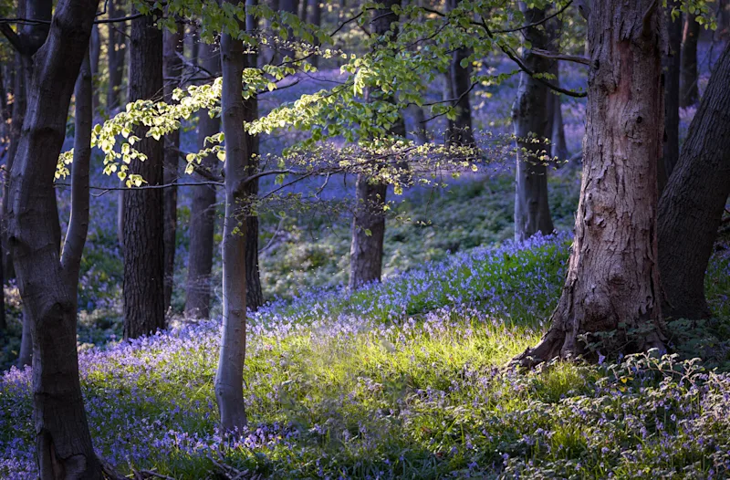 Coed Cefn bluebell wood in Brecon Beacons National Park, Powys, Wales, UK