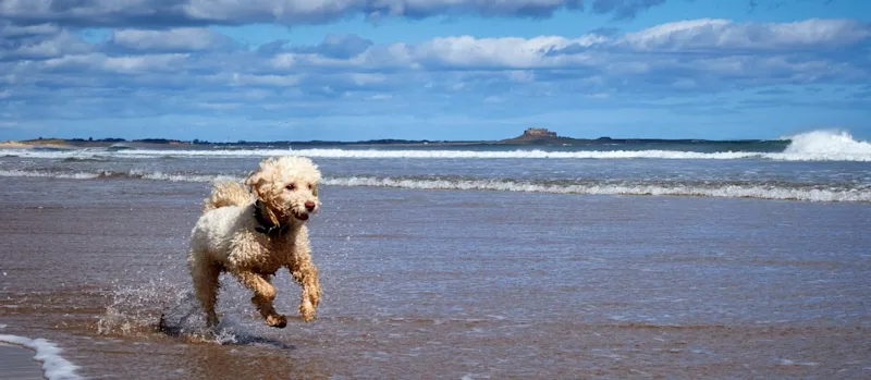Dog running along the shore on Bamburgh Beach in Northumberland, UK