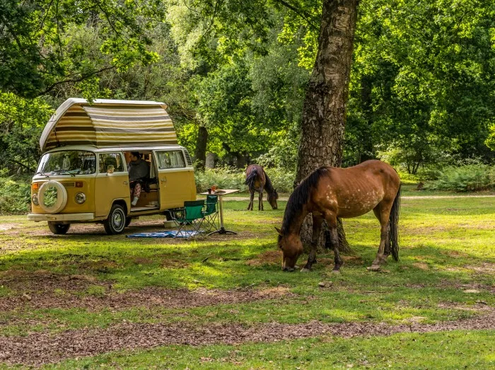 New Forest Camper Holiday