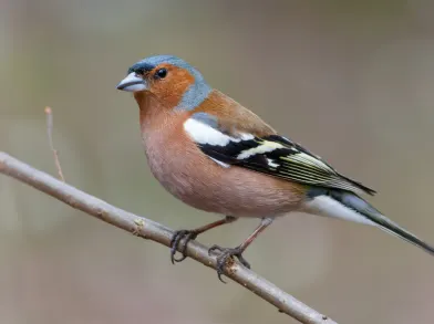 Chaffinch