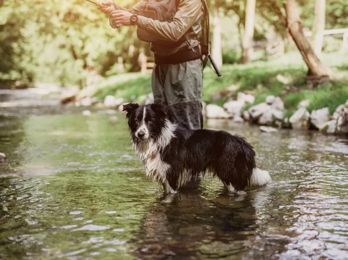 Dog Friendly Fishing Breaks