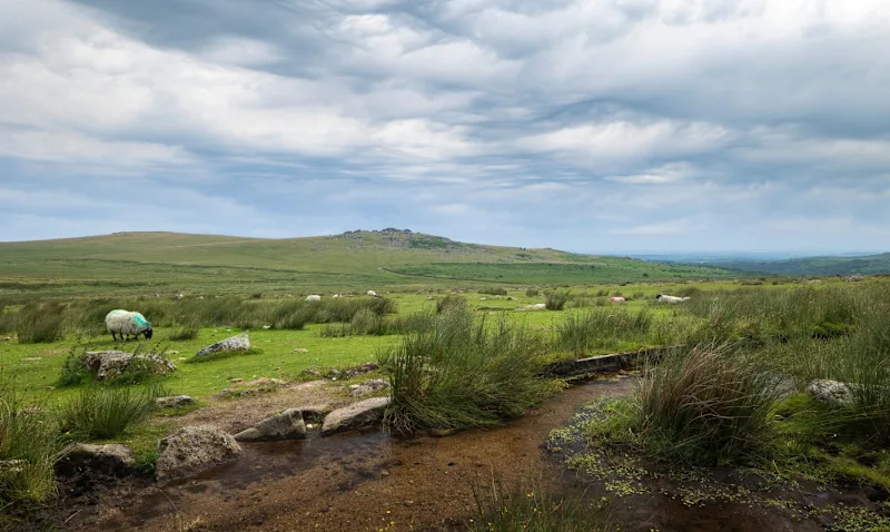 Tavistock countryside