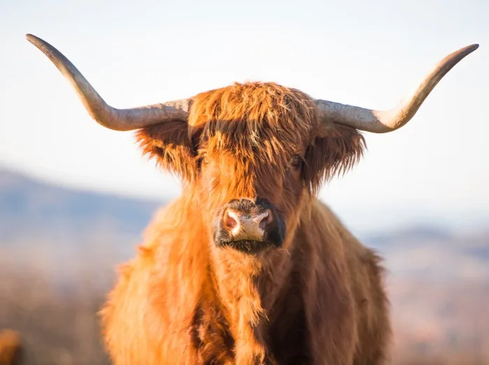 Beautiful horned Highland Cattle