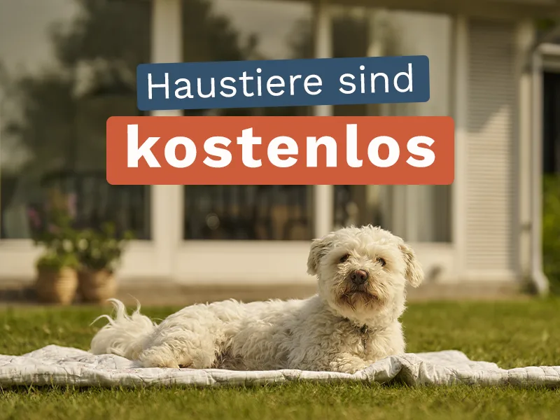 Haustierfreundliche Unterkünfte erkunden