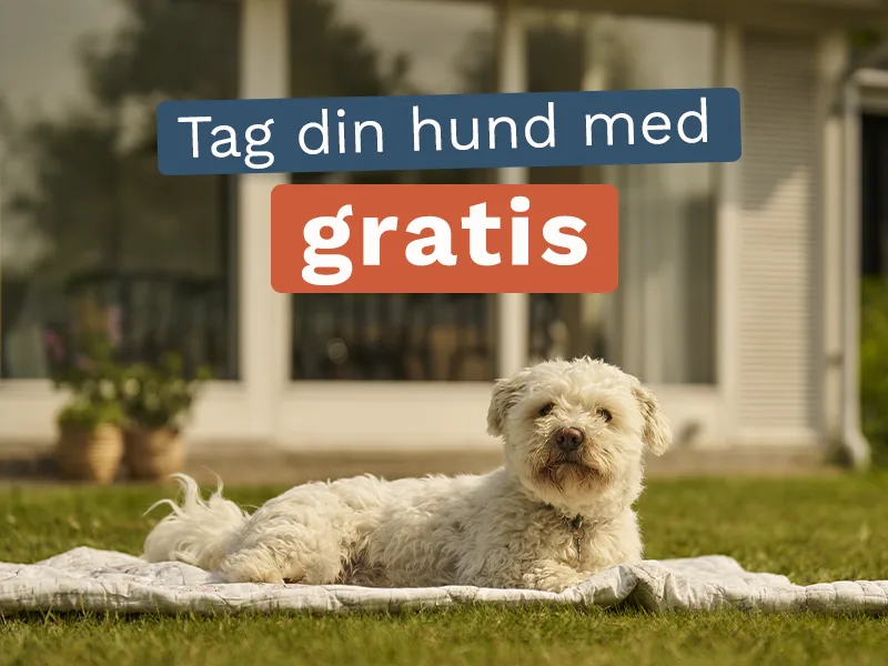Se de mange hunde-venlige sommerhuse