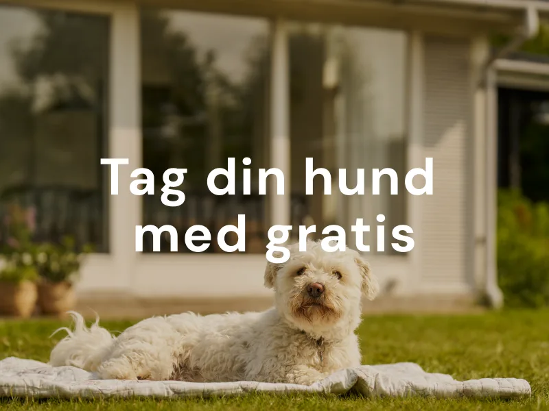 Se de mange hunde-venlige sommerhuse