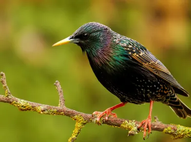 Starling