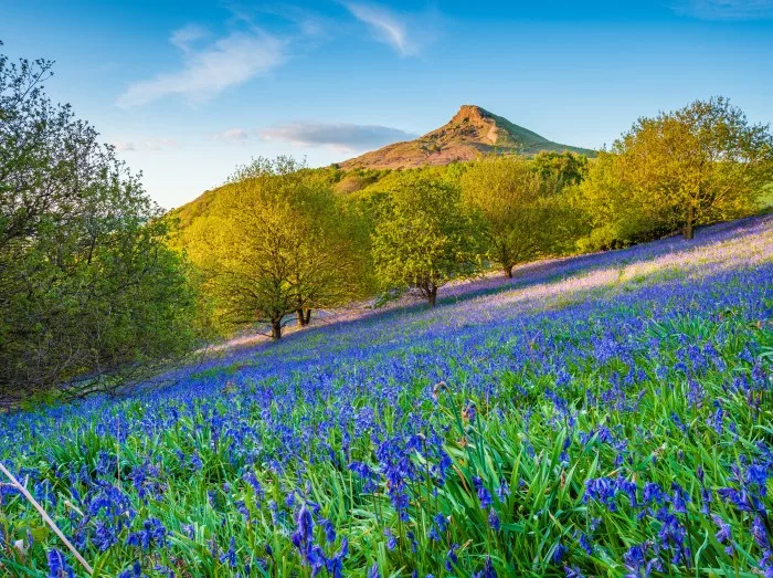 Bluebell Slope and Roseberry Topping / Newton Wood and Roseberry Topping, a distinctive hill in North Yorkshire, are popular with walkers and ramblers