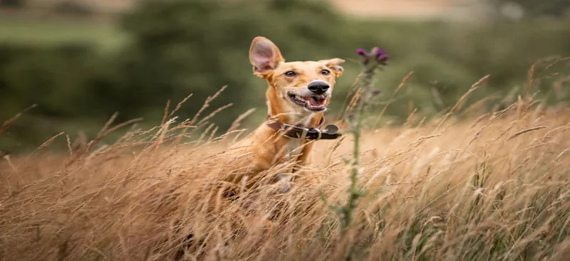 Dog friendly cottages in Yorkshire