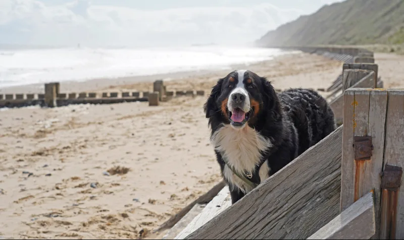 Dog Friendly Cottages in Wales