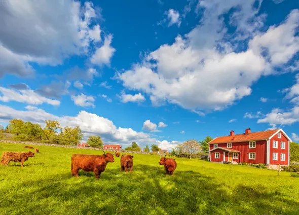 Last Minute Ferienhaus in Schweden
