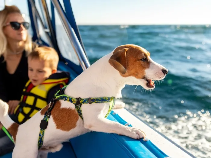 Profile side view of cute adorable little jack russel terrier dog sailing with family on luxury yacht boat deck against clean blue azure water on bright sunny summer day.