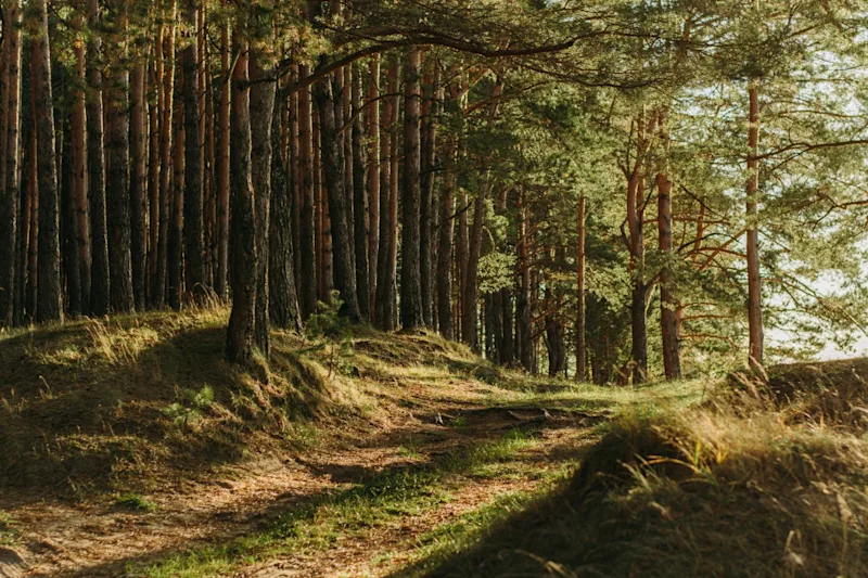 Norfolk forest