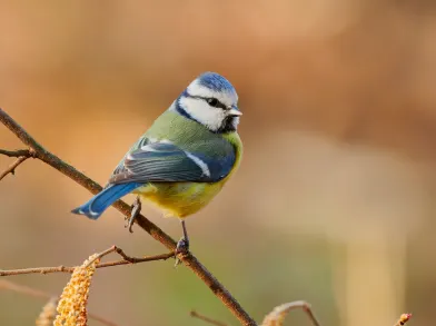 Blue Tit