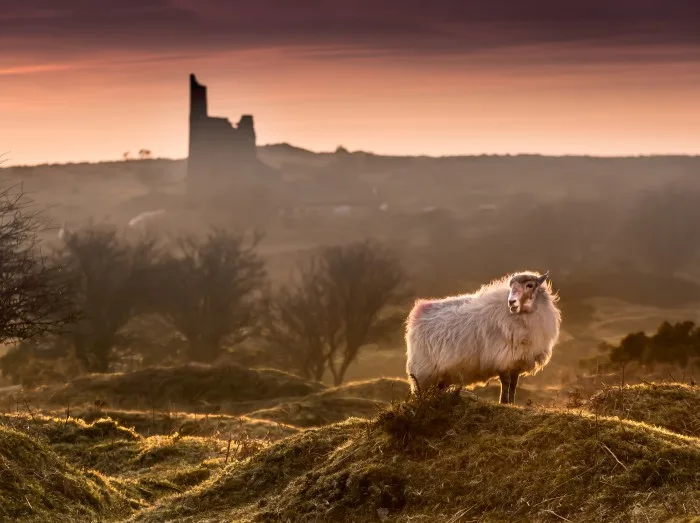 Late Evening Highlights, with backlit handsome sheep on Bodmin Moor in Cornwall