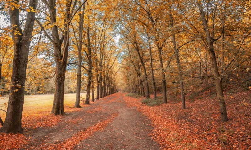 An autumnal tree-lined avenue glows with colour, its golden canopy stretching high above the path.