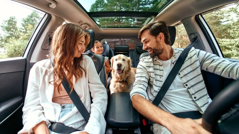 The whole family is driving for the weekend. Mom and Dad with their daughter and a Labrador dog are sitting in the car. 