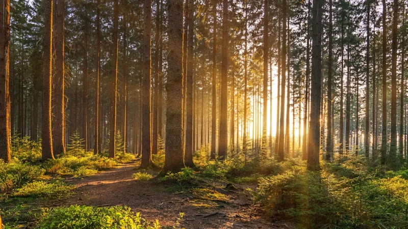 Forest Holidays in the UK