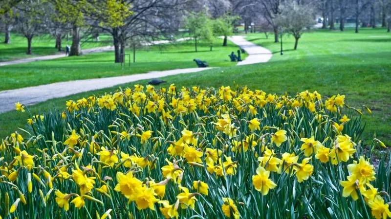 Blooming daffodils in St Green Park in London