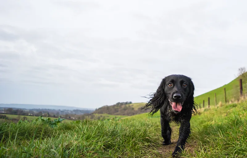 A black cocker spaniel running free in the Somerset countryside, England, UK