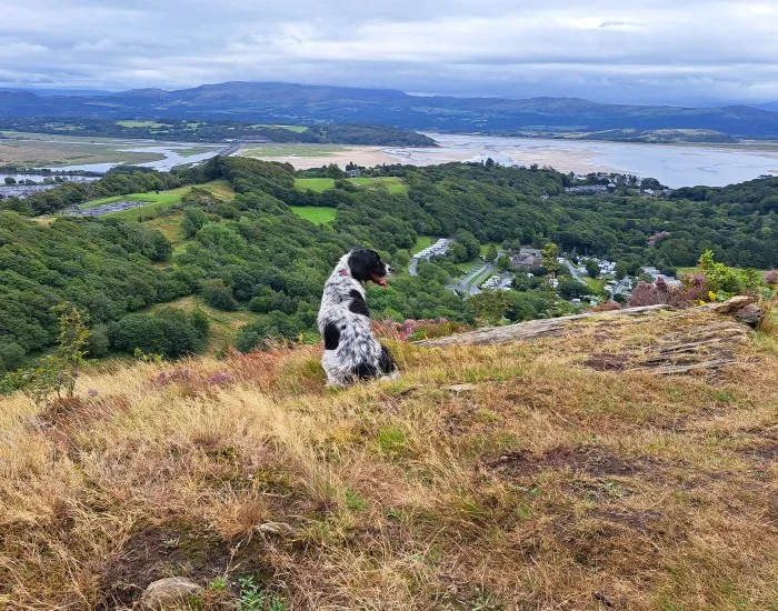 Dog-friendly holidays in Wales